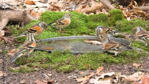 A flock of yurkov drinks water in the forest