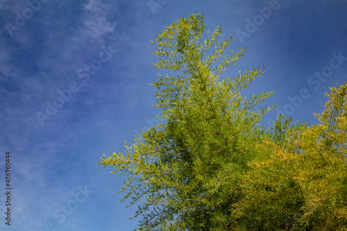 Fresh Yellow and green bamboo tree