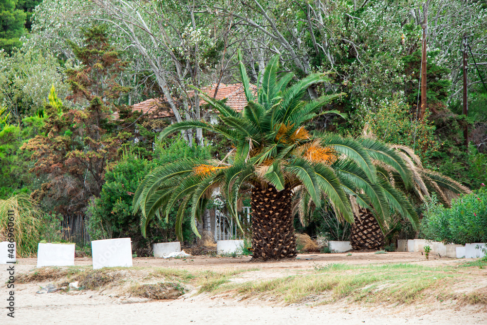 Beautiful landscape with a big beautiful palm tree in sunny weather Beautiful landscape with a big beautiful palm tree in sunny weather