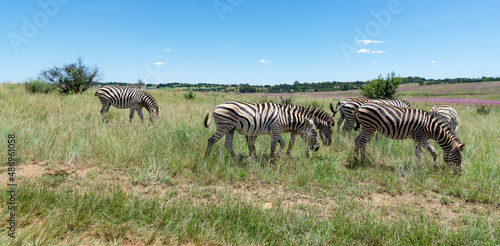 A zebra herd in the Rietvlei Nature Reserve  Gauteng  South Africa.