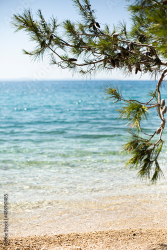 wakacje chorwacja plaża sosna woda  © Izabela