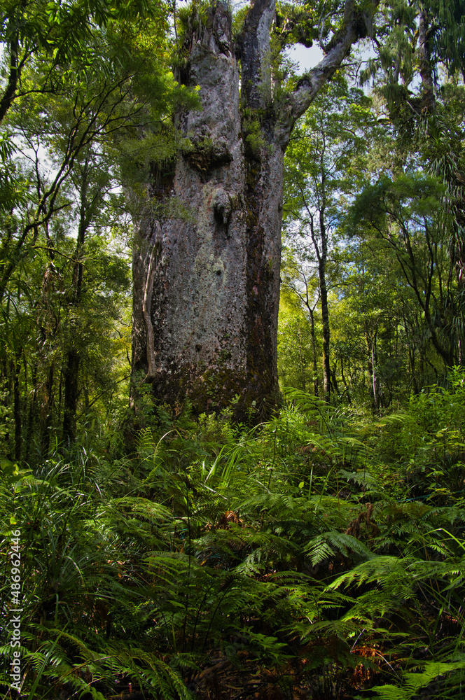 Giant kauri tree (Agathis australis) called Tane Matua Ngahere (Father of the forest), Waipoua Forest, Northland, North Island, New Zealand