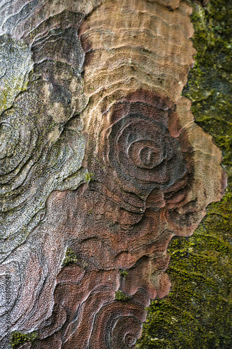 Bark of a kauri tree (Agathis australis) in Waipoua Forest, North Island, New Zealand. Abstract pattern as background.
 photo