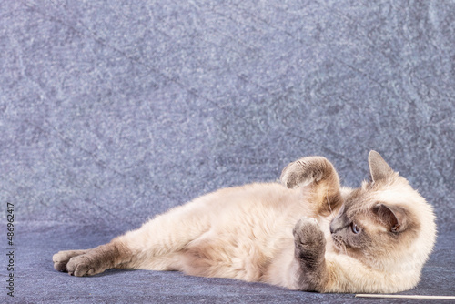 The bright cat of the Thai breed plays with a paper stick. Grey-blue background, close-up photo