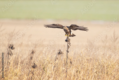 A Common buzzard (Buteo buteo) landing on a sunflower. © Bouke