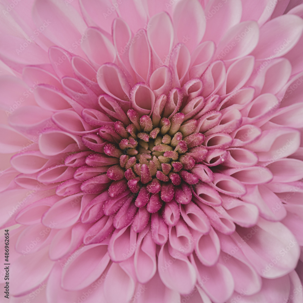 Close up photograph of pink and purple chrysanthemum. Macro photography. Top view. Pink and purple flower.