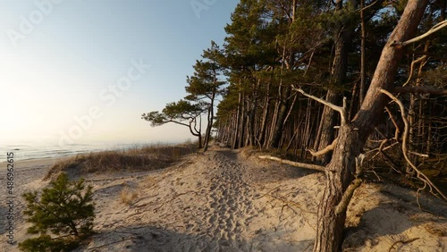 Beautiful seaside pine tree forest growing on Baltic sea coast sand dunes in Lithuania.
