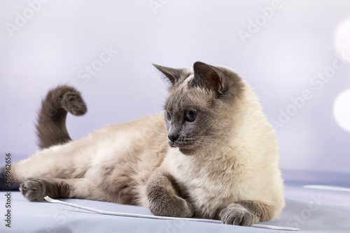Portrait of a Thai cat lying quietly and watching. Delicate pastel background, close-up