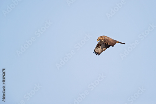 A Common buzzard (Buteo buteo) In flight at sunset.