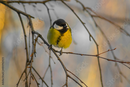 yellow bird on a branch