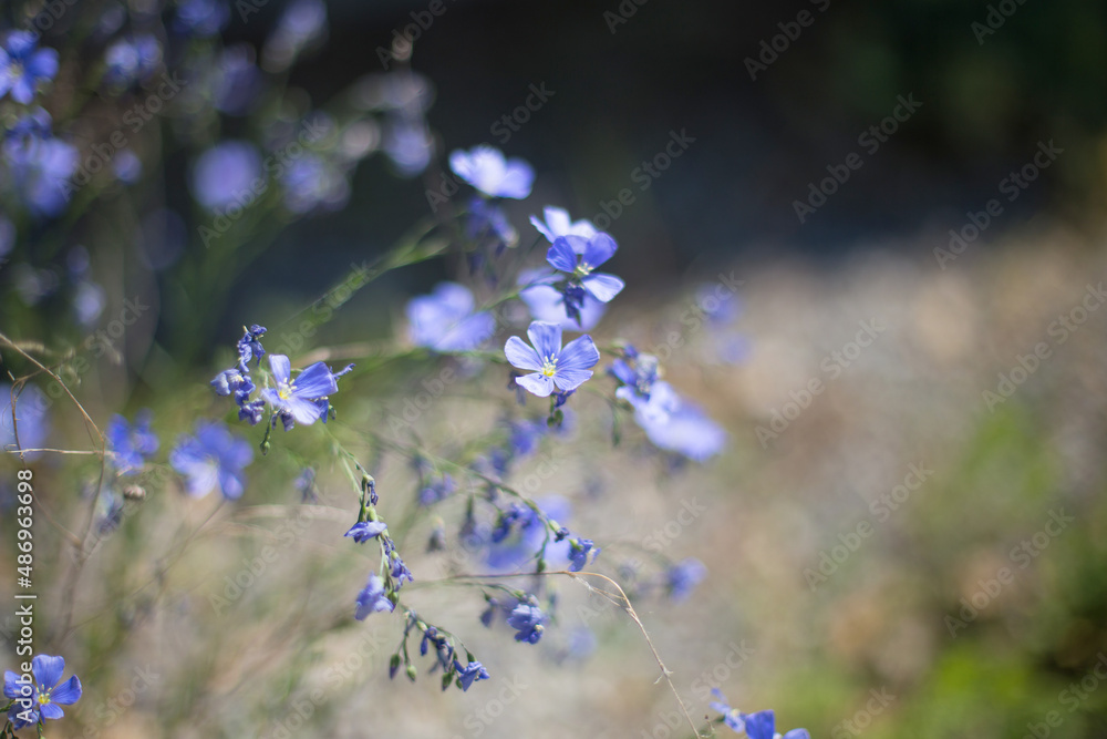 Fototapeta premium First spring forget me not flowers, myosotis . High quality photo