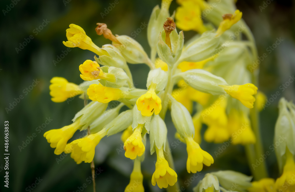 vibrant yellow spring cowslips (Primula veris) growing wild in open chalkland meadows on Salisbury Plain vibrant yellow spring cowslips (Primula veris) growing wild in open chalkland meadows on Salisbury Plain
