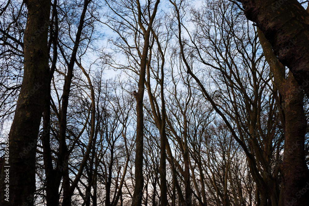 Fototapeta premium Detailed shot of trees in Hampstead Heath, London, the UK in December 2020