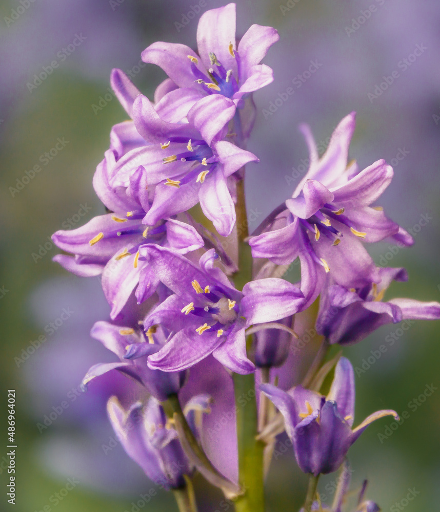 spanish bluebells (Hyacinthoides hispanica) with light pink and purple petals in bloom spanish bluebells (Hyacinthoides hispanica) with light pink and purple petals in bloom