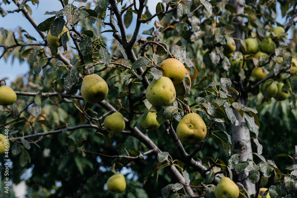 Ripe, mature pears grow close-up on trees in the garden. Agriculture and healthy organic food. Natural and environmentally friendly agriculture. Ripe, mature pears grow close-up on trees in the garden. Agriculture and healthy organic food. Natural and environmentally friendly agriculture.