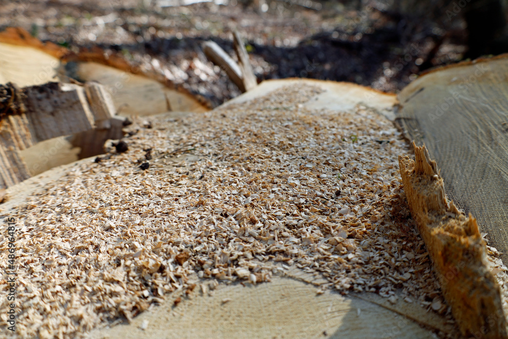 Holzspäne auf Baumstamm