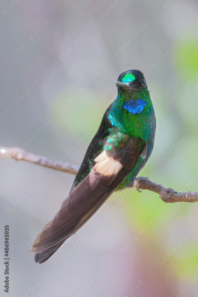 Obraz premium Buff-winged starfrontlet (Coeligena lutetiae) perched on branch, Yanacocha Reserve, Ecuador