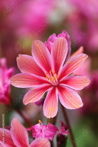 Macro view of the delicate petals on a lewisia plant photo