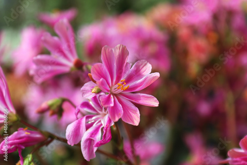 Closeup view of the delicate petals on a lewisia plant