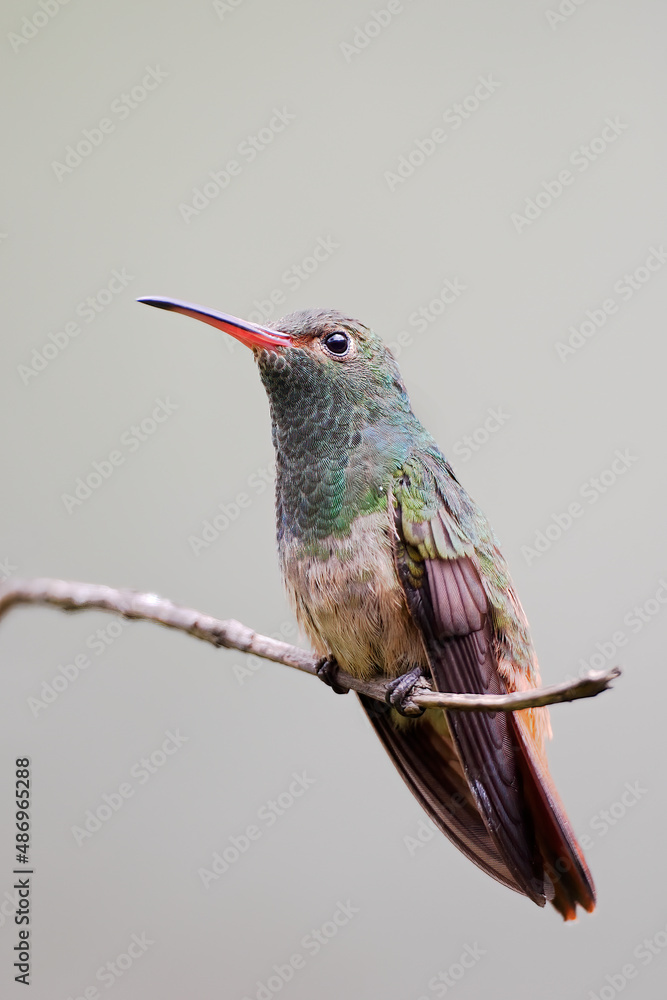 Fototapeta premium Rufous-tailed hummingbird (Amazilia tzacatl) perched on branch, Alambi, Ecuador