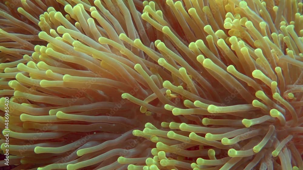 Swaying tentacles of sea anemone close up. Heteractis magnifica. Slow motion Swaying tentacles of sea anemone close up. Heteractis magnifica. Slow motion