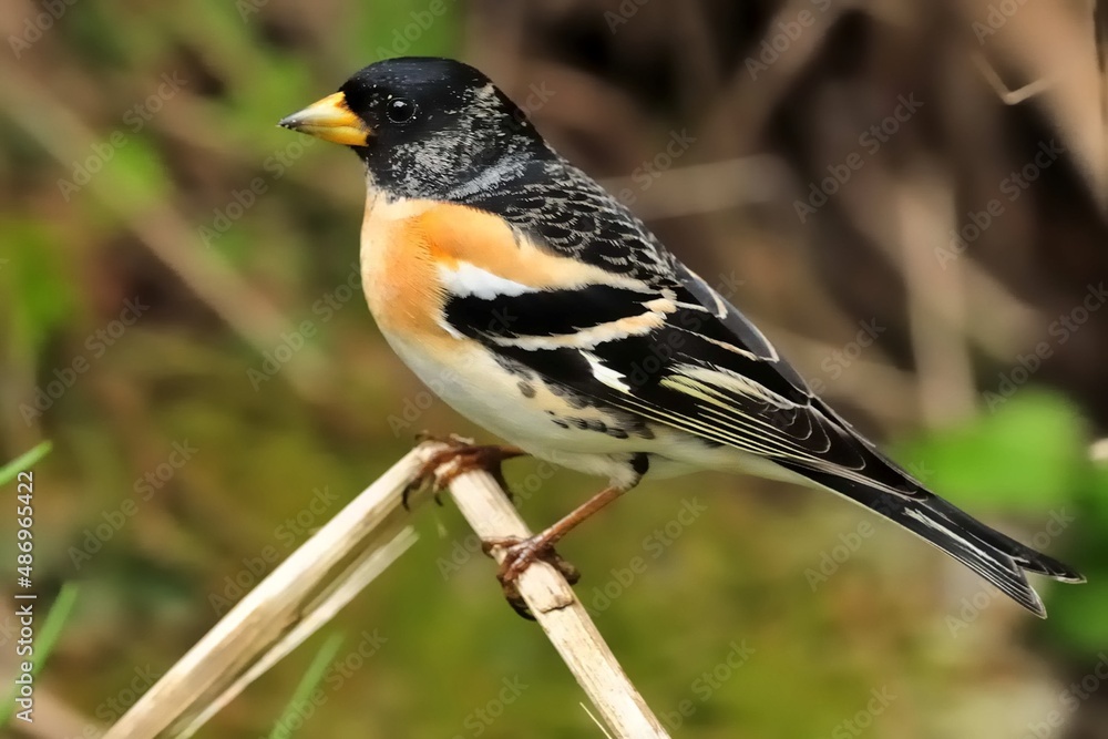 Ein männlicher Bergfink (Fringilla montifringilla) auf einem Zweig. Ein männlicher Bergfink (Fringilla montifringilla) auf einem Zweig.