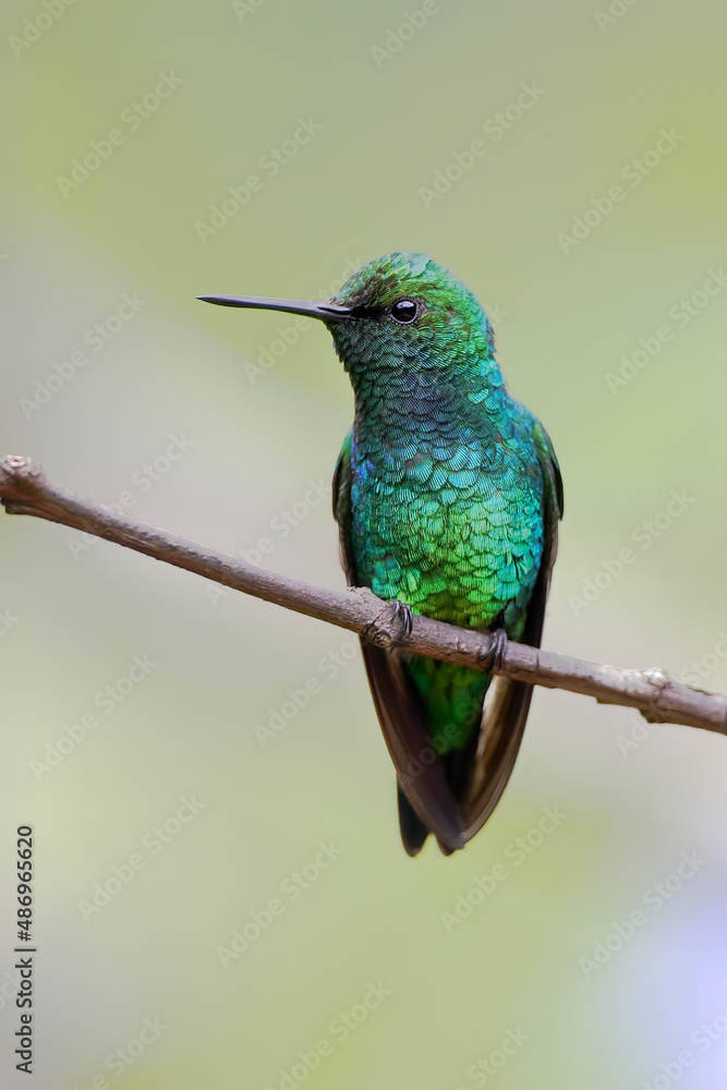 Obraz premium Western Emerald (Chlorostilbon melanorhynchus) perched on branch, Alambi, Ecuador