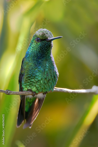 Western Emerald (Chlorostilbon melanorhynchus) perched on branch, Alambi, Ecuador photo