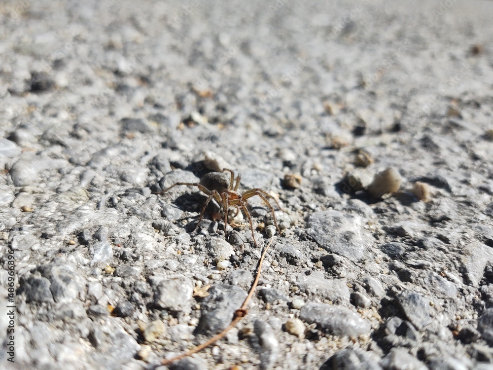 Spider on the road during sunny day. Sovakia