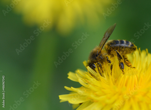 Close-up of a honey bee feeding on a dandelion flower