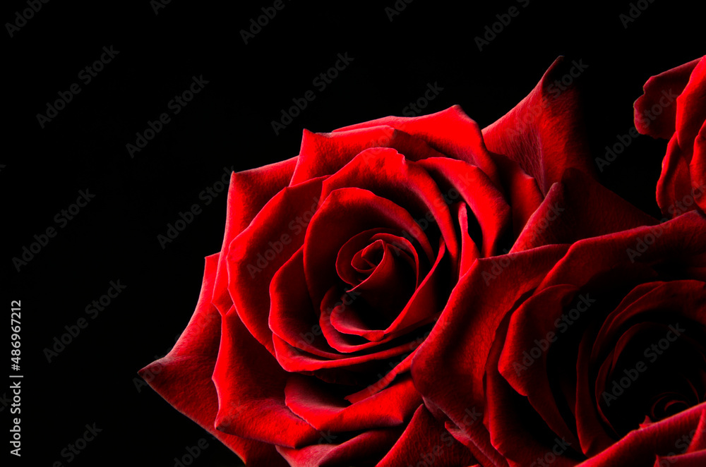 Red rose on a black background Red rose on a black background