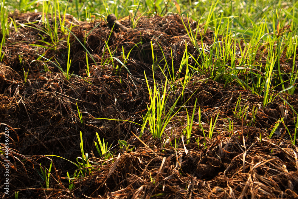 Grass and Leaf Texture Image Grass and Leaf Texture Image