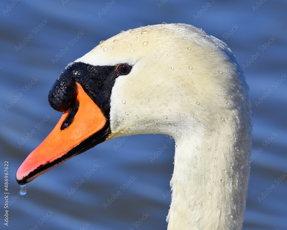 Schwan