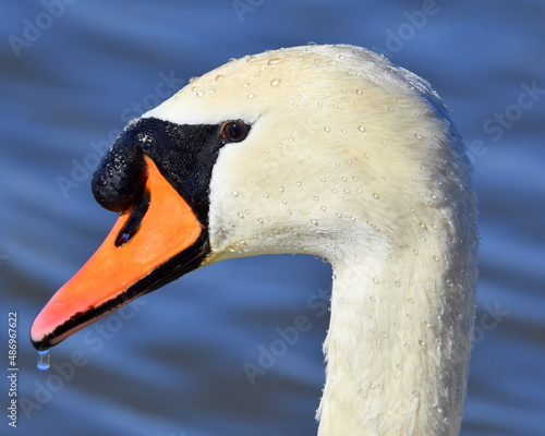 Obraz na płótnie Schwan w salonie