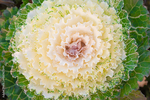 white Kale flower photo