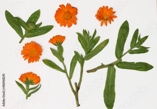 Herbarium of several bright flowers of calendula