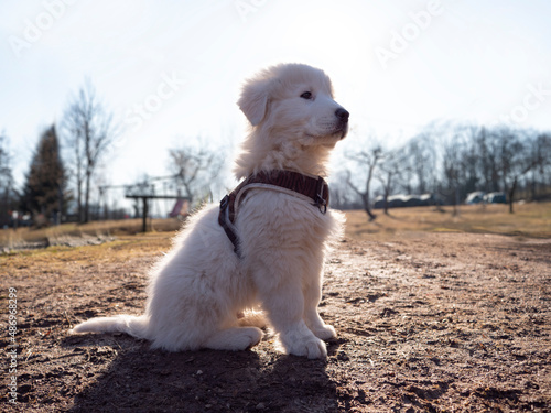 Maremma Sheepdog puppy dog sitting on the mud in the garden with dog harness, young pastore maremmano dog