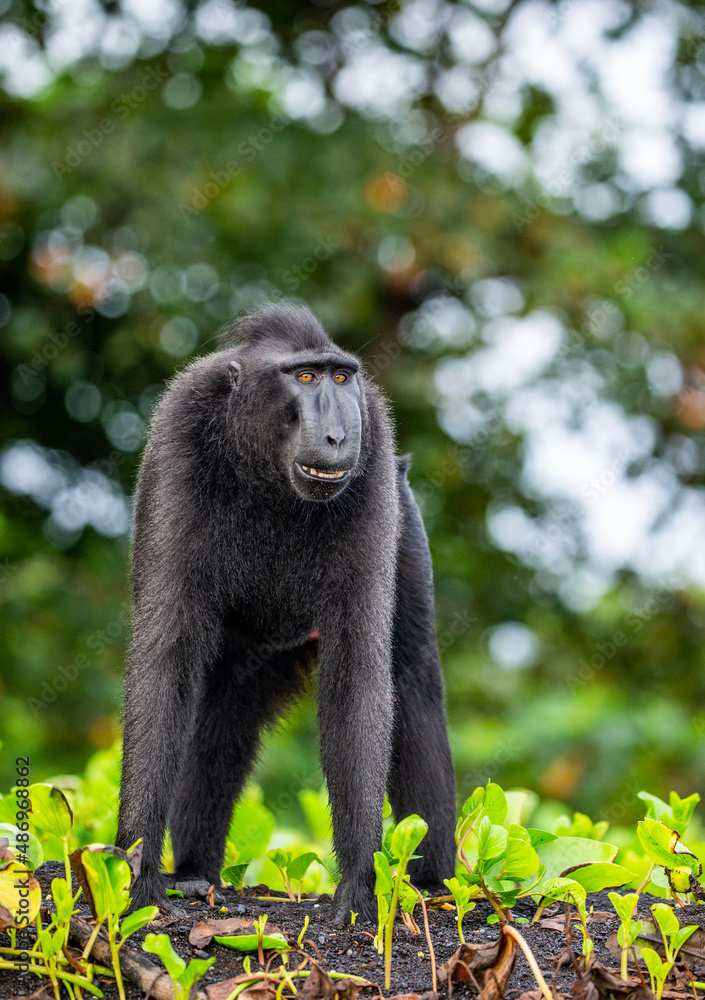 Obraz premium Celebes crested macaque is standing on the sand against the backdrop of the jungle. Indonesia. Sulawesi.