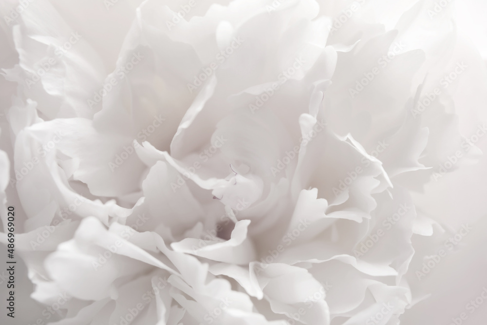 Closeup view of beautiful white peony flower Closeup view of beautiful white peony flower
