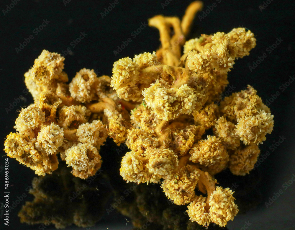 Close up of Anaphalis javanica or Javanese edelweiss flower Close up of Anaphalis javanica or Javanese edelweiss flower