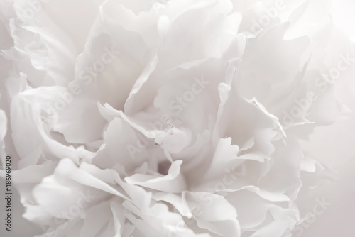 Closeup view of beautiful white peony flower