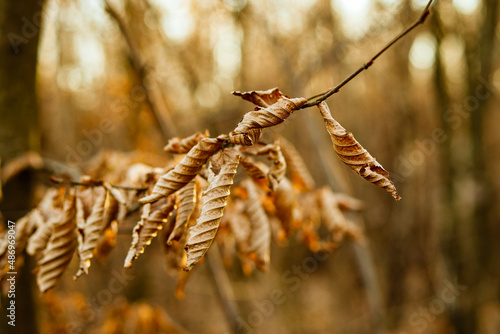 Fototapeta Naklejka Na Ścianę i Meble -  Liście. Jesień