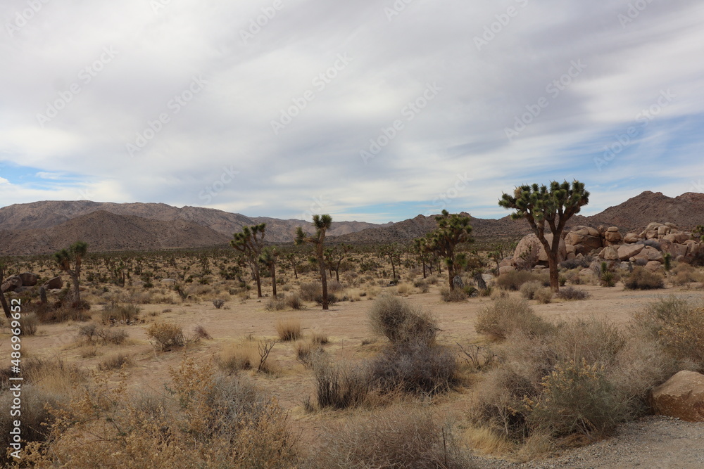 Joshua Tree Park, Californie