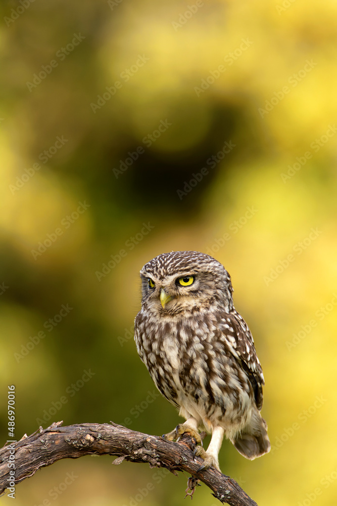 A little owl perched on a branch. A little owl perched on a branch.