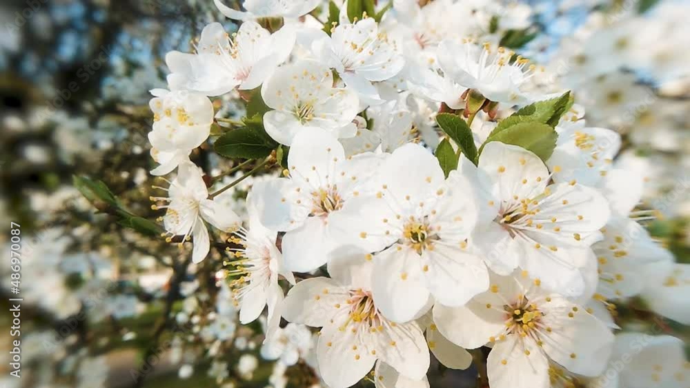 Close-up sakura branch with blooming flowers in sunlight. 4k macro video. Close-up sakura branch with blooming flowers in sunlight. 4k macro video.