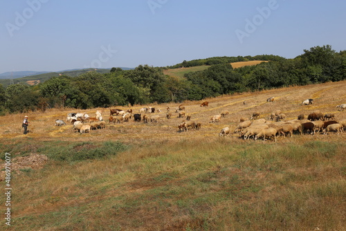 sheep grazing in the countryside