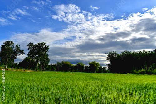 Landscape of beautiful rice plants in paddy field surrounding by trees with blue sky and white clouds in sunshine day. Nature background.