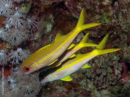 Yellow Goatfish (Mulloidichthys martinicus) in the Red Sea, Egypt