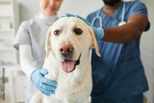 Young labrador dog sitting in front of camera while two intercultural veterinarians pampering his head in animal hospital