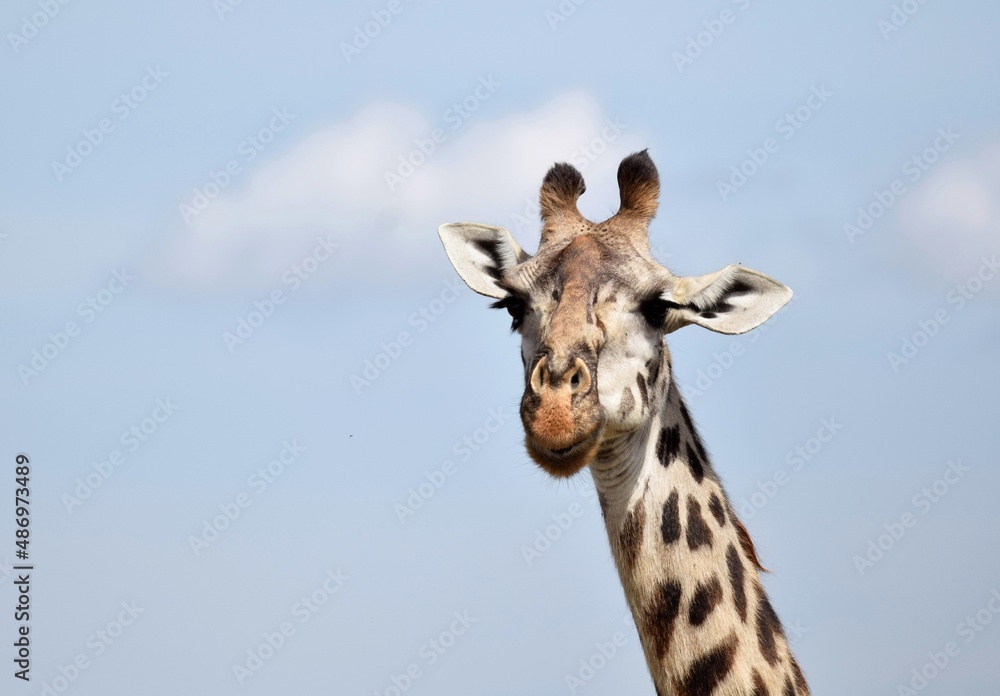 giraffe in the sky giraffe in the sky